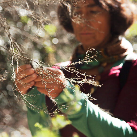 Bany de bosc (2) (1)